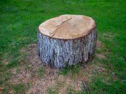 Best Tree Risk Assessment  in Pagedale, MO