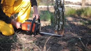Best Tree Trimming and Pruning  in Pagedale, MO