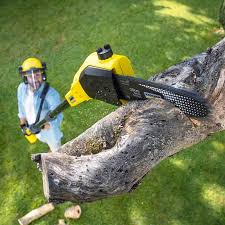 How Our Tree Care Process Works  in  Pagedale, MO
