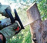  Pagedale, MO Tree Care Pros