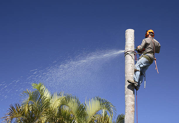 Best Tree Disease Treatment  in Pagedale, MO