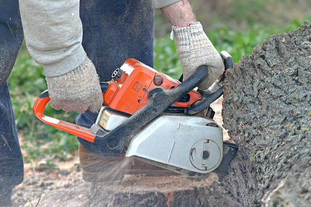 Trusted Pagedale, MO Tree Care Experts