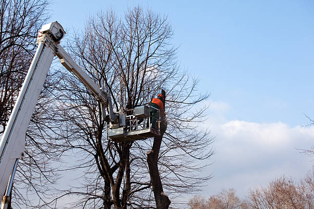 Best Arborist Consultation Services  in Pagedale, MO